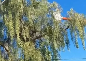 Insólito rescate en Chimbas: salvaron a “Juanqui”, el loro atrapado en la copa de un árbol