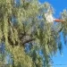 Insólito rescate en Chimbas: salvaron a “Juanqui”, el loro atrapado en la copa de un árbol