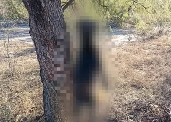 Aberrante maltrato animal en Valle Fértil: ahorcaron a una perra que acababa de parir