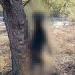 Aberrante maltrato animal en Valle Fértil: ahorcaron a una perra que acababa de parir