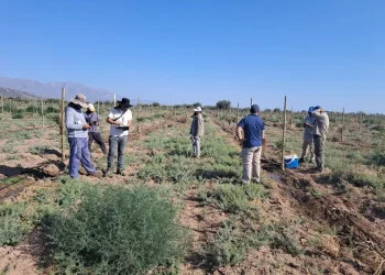 Escándalo en el campo sanjuanino: detectan 40 trabajadores en negro en una finca de pistachos