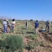 Escándalo en el campo sanjuanino: detectan 40 trabajadores en negro en una finca de pistachos