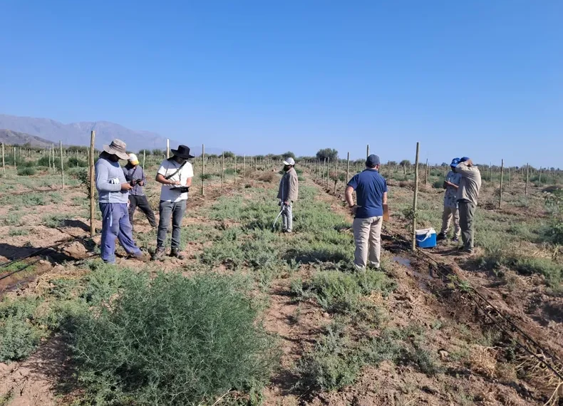 Escándalo en el campo sanjuanino: detectan 40 trabajadores en negro en una finca de pistachos
