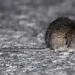 Alerta por Hantavirus: Argentina ya suma 102 casos y Salud define la situación en San Juan