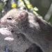 Confirman caso de Hantavirus cepa Andes en Bariloche: El paciente evoluciona favorablemente