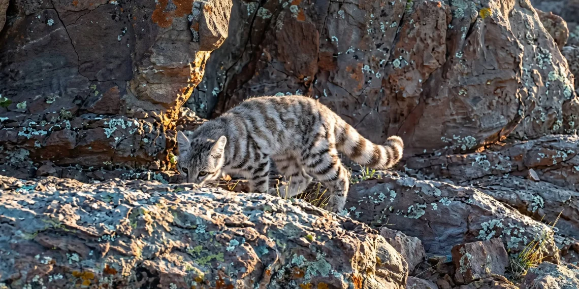 Histórico hallazgo en Cuyo: captan imágenes del gato andino en Mendoza y San Juan