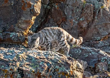 Histórico hallazgo en Cuyo: captan imágenes del gato andino en Mendoza y San Juan