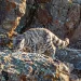 Histórico hallazgo en Cuyo: captan imágenes del gato andino en Mendoza y San Juan