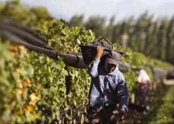 Fecovita defendió el precio de la uva en San Juan y afirmó que no puede pagar más a los viñateros