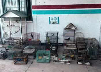 Golpe al tráfico de fauna en Pocito: Rescatan a 40 aves silvestres en cautiverio