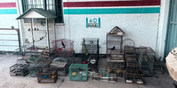 Golpe al tráfico de fauna en Pocito: Rescatan a 40 aves silvestres en cautiverio