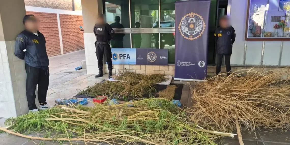 Golpe al narcotráfico en Pocito: desbaratan un centro de cultivo y secuestran más de 5 kilos de marihuana