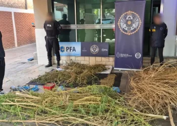 Golpe al narcotráfico en Pocito: desbaratan un centro de cultivo y secuestran más de 5 kilos de marihuana