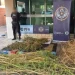 Golpe al narcotráfico en Pocito: desbaratan un centro de cultivo y secuestran más de 5 kilos de marihuana