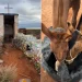 «Un milagro en medio de la nada»: el joven que recorre el país a caballo se quedó sin agua y la Difunta Correa lo salvó