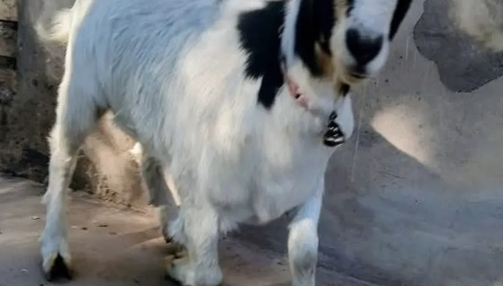 «No me comas, estoy en tratamiento»: el desesperado pedido de una sanjuanina que busca a su chivo mascota en Rawson