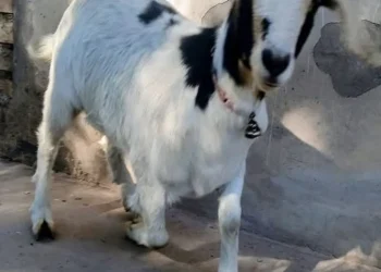 «No me comas, estoy en tratamiento»: el desesperado pedido de una sanjuanina que busca a su chivo mascota en Rawson