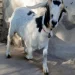 «No me comas, estoy en tratamiento»: el desesperado pedido de una sanjuanina que busca a su chivo mascota en Rawson