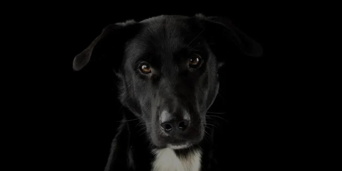 Giro en el caso del perro asesinado en Rivadavia: el presunto homicida sigue libre y la Fiscalía ya pidió su detención