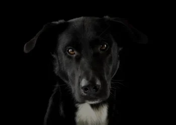 Giro en el caso del perro asesinado en Rivadavia: el presunto homicida sigue libre y la Fiscalía ya pidió su detención