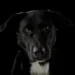 Giro en el caso del perro asesinado en Rivadavia: el presunto homicida sigue libre y la Fiscalía ya pidió su detención