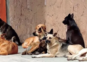Alarma en Caucete por una ola de envenenamientos masivos de perros y gatos