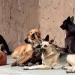Alarma en Caucete por una ola de envenenamientos masivos de perros y gatos