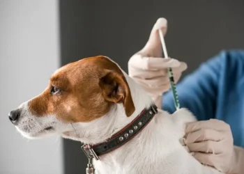 Cuidado animal: habilitan operativos gratuitos de vacunación y desparasitación para mascotas