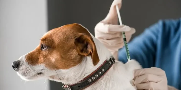 Cuidado animal: habilitan operativos gratuitos de vacunación y desparasitación para mascotas