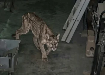 Triste desenlace: murió el puma que había sido rescatado en la Quebrada de Zonda
