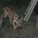 Triste desenlace: murió el puma que había sido rescatado en la Quebrada de Zonda