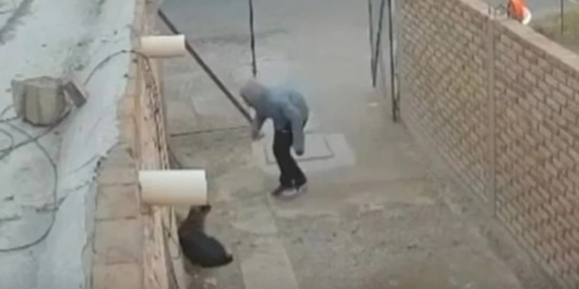 Inseguridad en Chimbas: un delincuente robó la bicicleta de una estudiante y un perro tuvo una insólita reacción