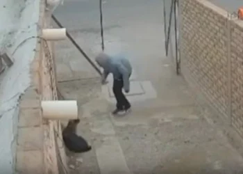 Inseguridad en Chimbas: un delincuente robó la bicicleta de una estudiante y un perro tuvo una insólita reacción