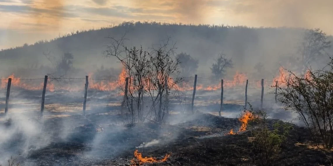 Alerta en Jáchal: el Zonda propagó un feroz incendio que arrasó tres hectáreas y hay tres detenidos
