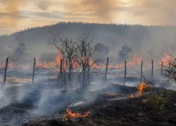 Alerta en Jáchal: el Zonda propagó un feroz incendio que arrasó tres hectáreas y hay tres detenidos