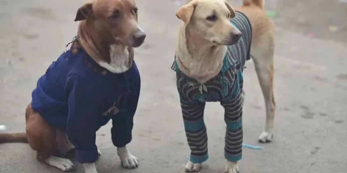 La universidad y proteccionistas se unen en un proyecto para abrigar a los perros callejeros