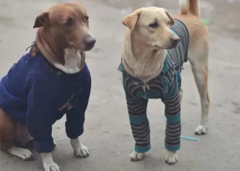 La universidad y proteccionistas se unen en un proyecto para abrigar a los perros callejeros