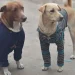 La universidad y proteccionistas se unen en un proyecto para abrigar a los perros callejeros