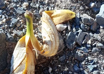Una cáscara de banana abrió un intenso debate entre sanjuaninos