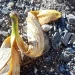 Una cáscara de banana abrió un intenso debate entre sanjuaninos