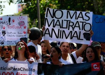 Convocan a una marcha en San Juan para exigir penas más duras de cumplimiento efectivo por maltrato animal