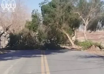 El viento Zonda ya causa destrozos en Caucete: un árbol cayó y cortó el tránsito en el Barrio Felipe Cobas