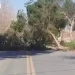 El viento Zonda ya causa destrozos en Caucete: un árbol cayó y cortó el tránsito en el Barrio Felipe Cobas