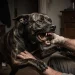 Brutal ataque canino en Rawson: un hombre fue mordido en su casa y perdió parte de un dedo
