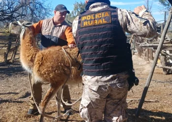 Operativo contra el tráfico de animales: rescatan un guanaco, una liebre y aves en cautiverio en Caucete