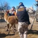 Operativo contra el tráfico de animales: rescatan un guanaco, una liebre y aves en cautiverio en Caucete