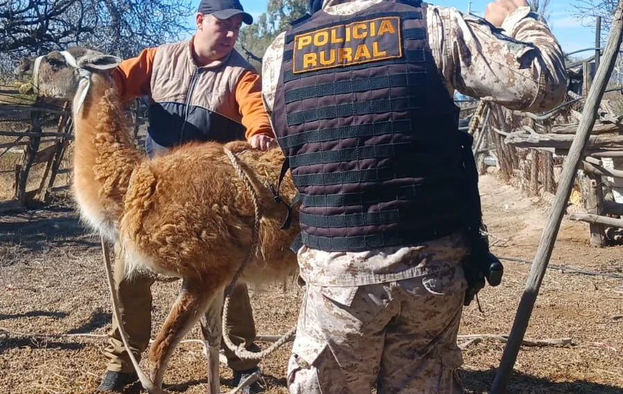 Operativo contra el tráfico de animales: rescatan un guanaco, una liebre y aves en cautiverio en Caucete