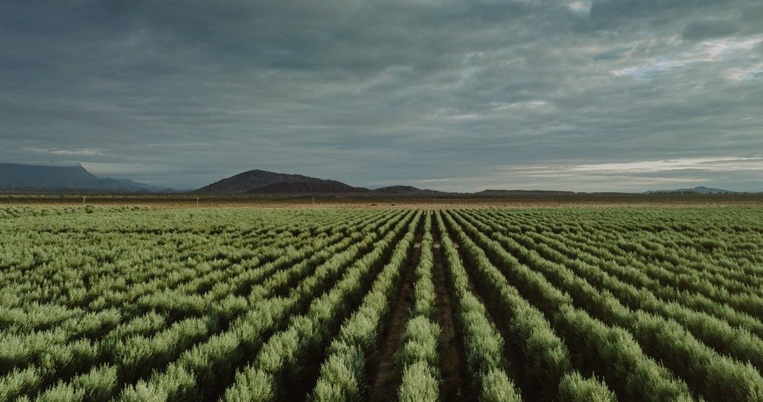 Tormenta sobre el «oro líquido»: la crisis silenciosa que golpea al aceite de oliva sanjuanino