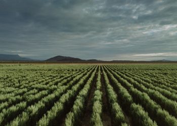 Tormenta sobre el «oro líquido»: la crisis silenciosa que golpea al aceite de oliva sanjuanino