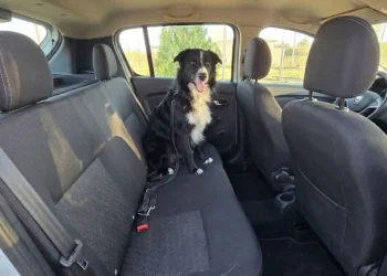 Seguridad vial y mascotas: qué exige la Ley de Tránsito para trasladar animales en el auto en San Juan